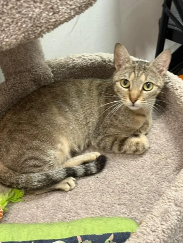 A young small-sized female Tabby cat named Elizabeth for adoption in Capshaw, AL