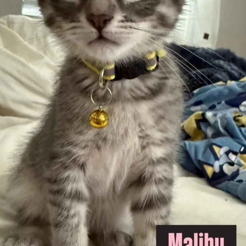 A baby medium-sized female Tabby (Gray / Blue / Silver) Domestic Short Hair cat named Malibu for adoption in Brentwood, CA