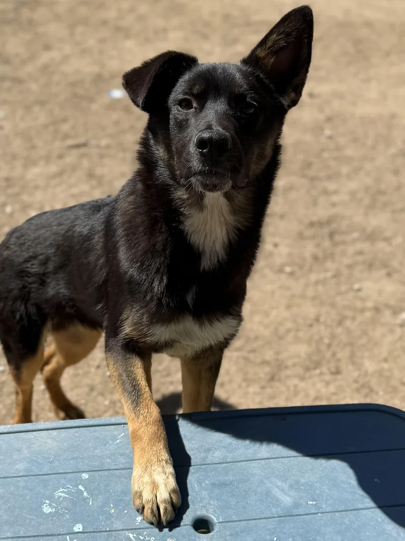 Bruno