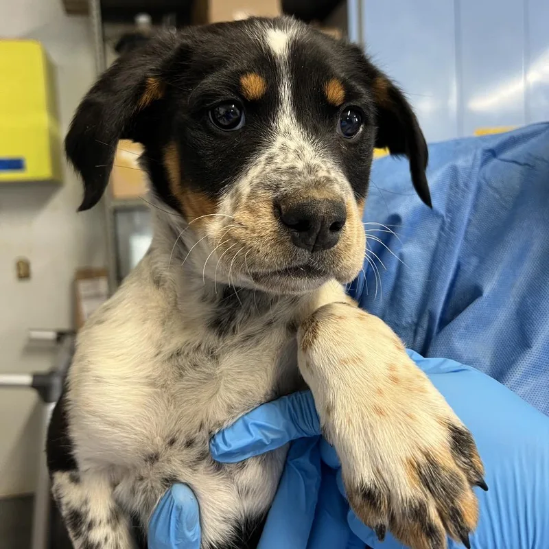 Sand Dollar thumbnail 2