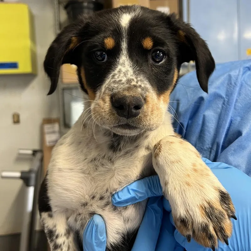 Sand Dollar thumbnail 3