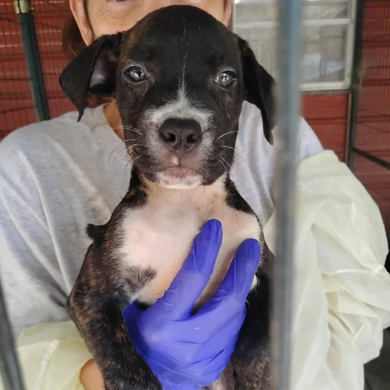 A baby small-sized male Pit Bull Terrier dog named Saga for adoption in Dover, AR