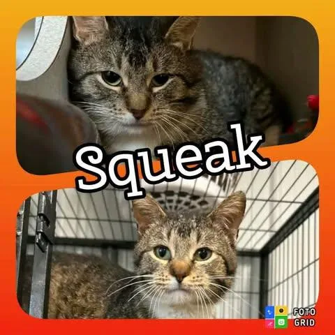 Squeek thumbnail 2