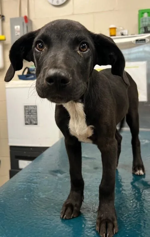 A young medium-sized male Black Mixed Breed dog named Beemer for adoption in Mobile, AL