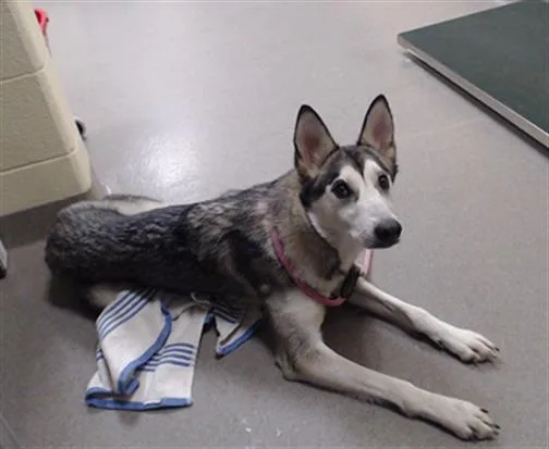A young medium-sized female Siberian Husky dog named Michela for adoption in Denver, CO