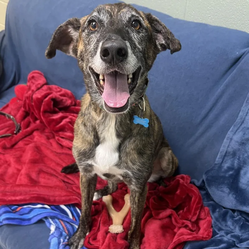 An adult medium-sized female Mixed Breed dog named Vaya for adoption in State College, PA