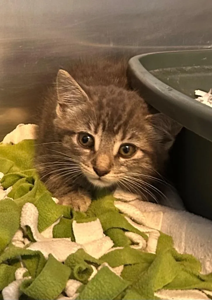 A baby small-sized male Domestic Short Hair cat named Hex for adoption in New Manchester, WV