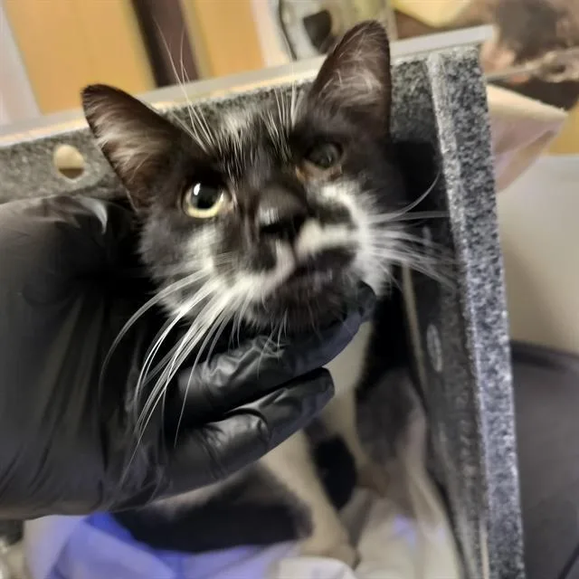 An adult medium-sized female Domestic Short Hair cat named Sasha for adoption in Pueblo, CO