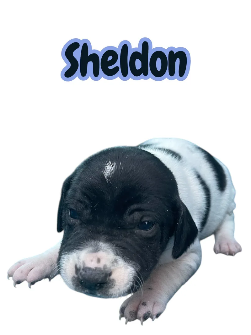 Sheldon thumbnail 2