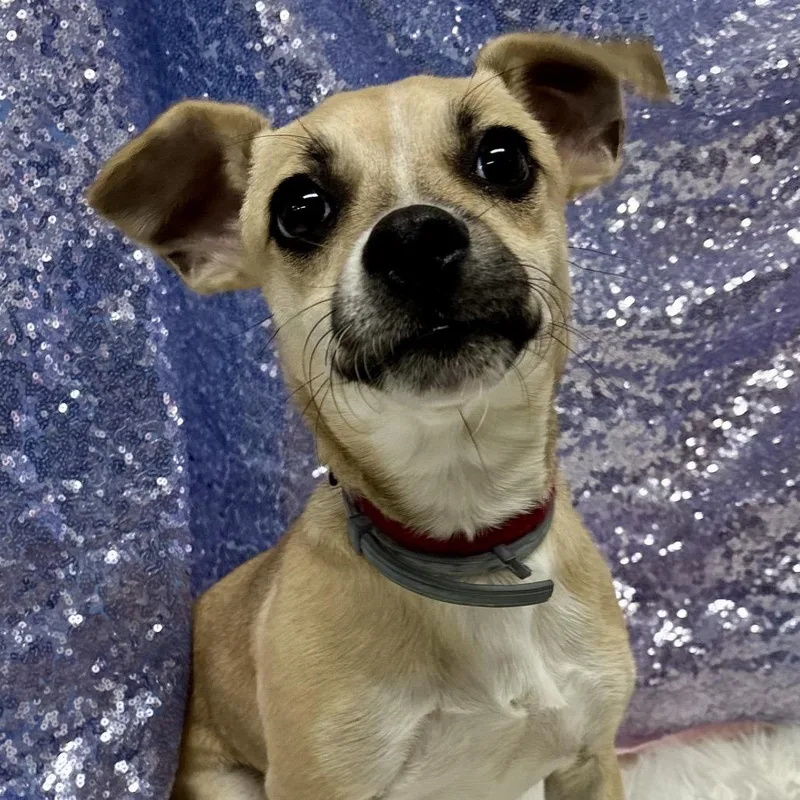 A young small-sized male Yellow / Tan / Blond / Fawn Chihuahua dog named Bandit for adoption in Alexandria, VA