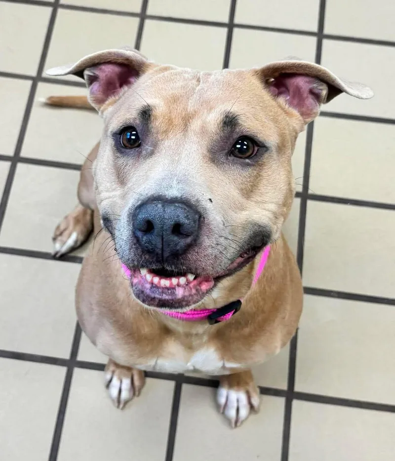 An adult medium-sized female Golden Pit Bull Terrier dog named Morning Glory for adoption in White Cloud, MI