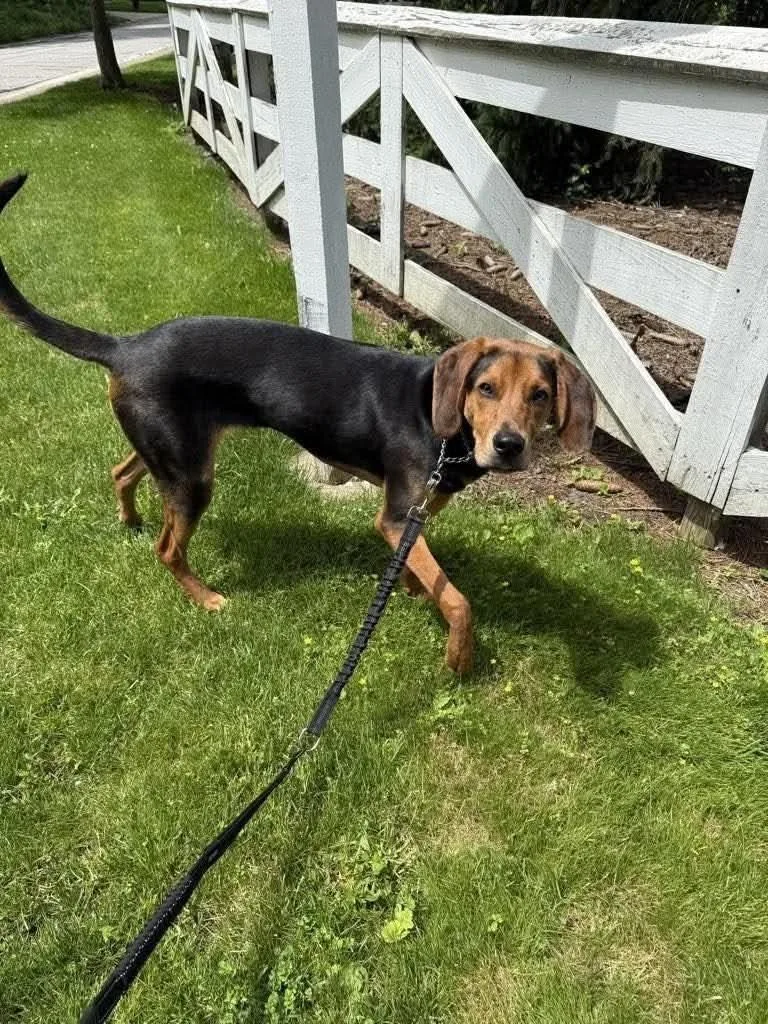 A young medium-sized male Coonhound dog named Norman for adoption in St. Clairsville, OH