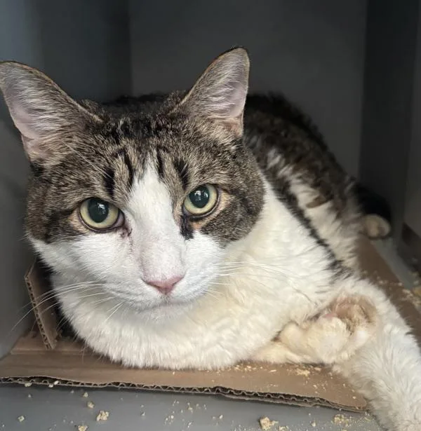 A senior large-sized male Domestic Short Hair cat named Fushi for adoption in Ridgewood, NY