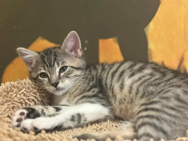 Lulu