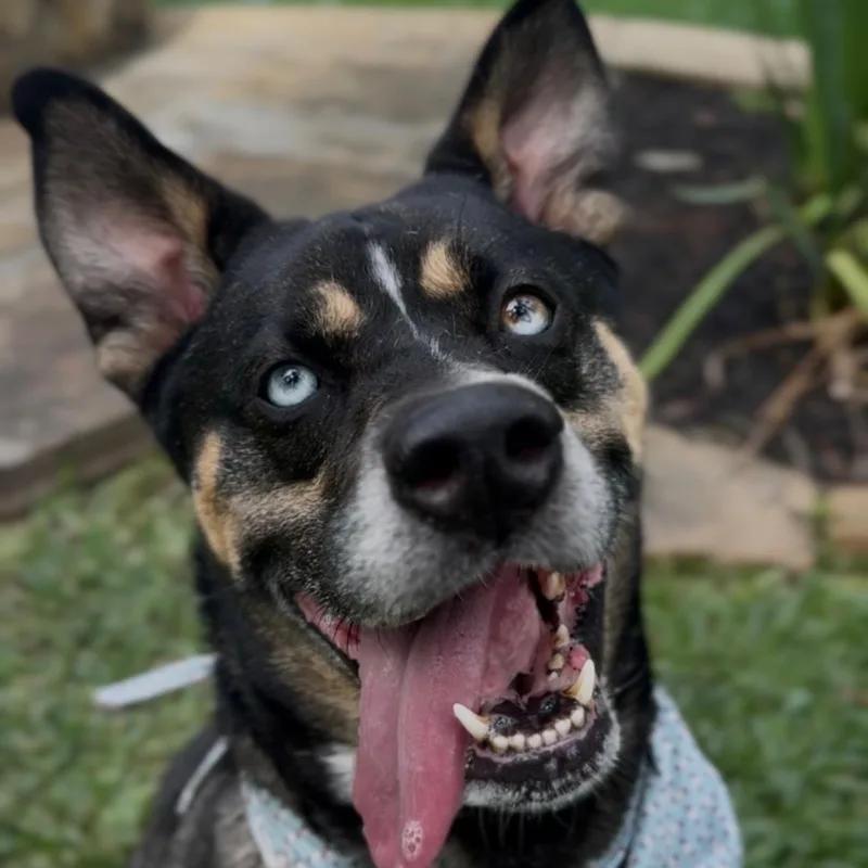 An adult medium-sized male Husky dog named Ziggy for adoption in Kingwood, TX