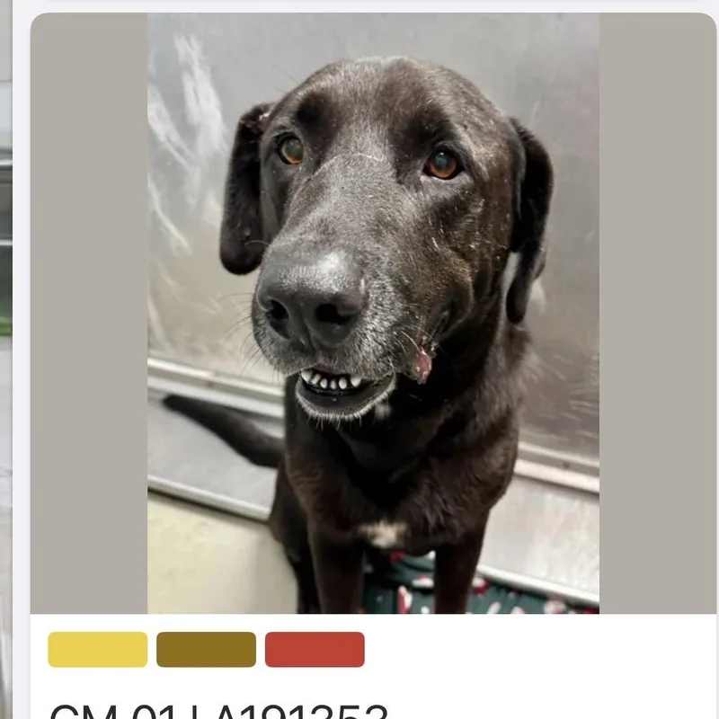 A senior large-sized male Black Labrador Retriever dog named Bilbo Waggins for adoption in Spring Hill, KS