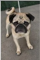 An adult medium-sized male Pug dog named Sigmund for adoption in West Bloomfield, MI
