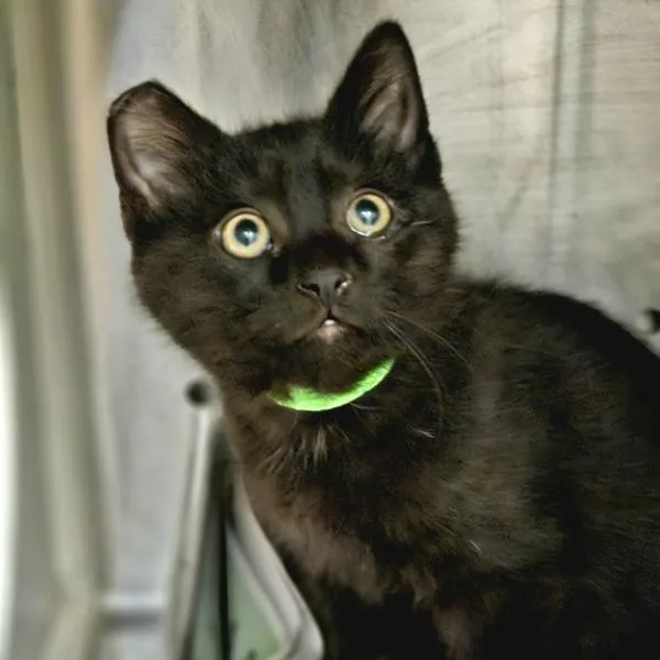 A baby medium-sized male Domestic Medium Hair cat named Tobin for adoption in Oakland, CA