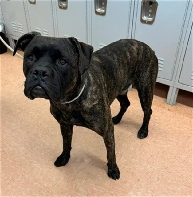 An adult large-sized male Boxer dog named A for adoption in Gardena, CA