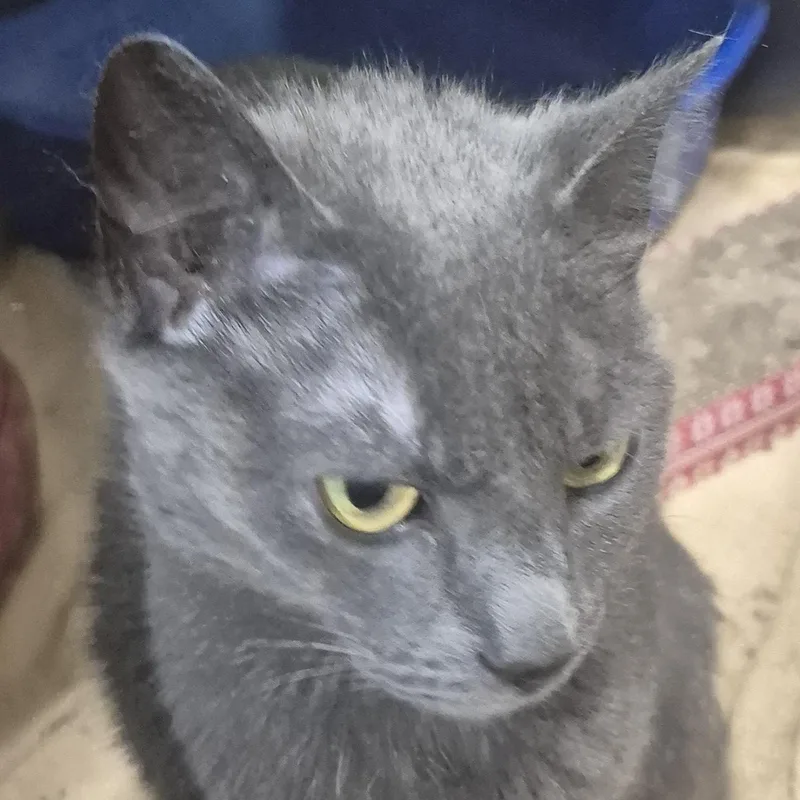 An adult small-sized female Gray / Blue / Silver Domestic Short Hair cat named Bitty Meet Me for adoption in Alpharetta, GA