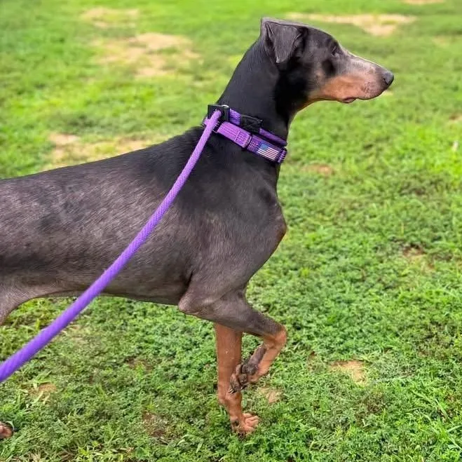 An adult large-sized female Gray / Blue / Silver Doberman Pinscher dog named Anya for adoption in Manassas, VA