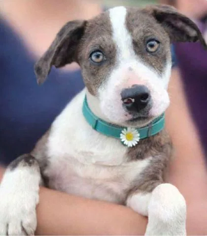 A baby medium-sized female Catahoula Leopard Dog dog named Niyah for adoption in Westland, MI