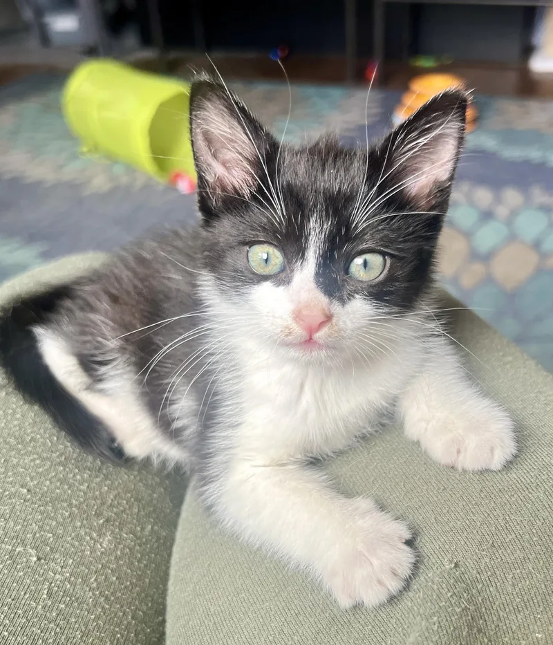 A baby medium-sized male Black & White / Tuxedo Domestic Short Hair cat named Odin for adoption in Sherman Oaks, CA