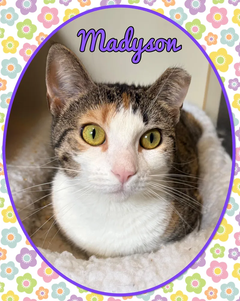 A young medium-sized female Calico Domestic Short Hair cat named Madyson for adoption in Somerset, NJ