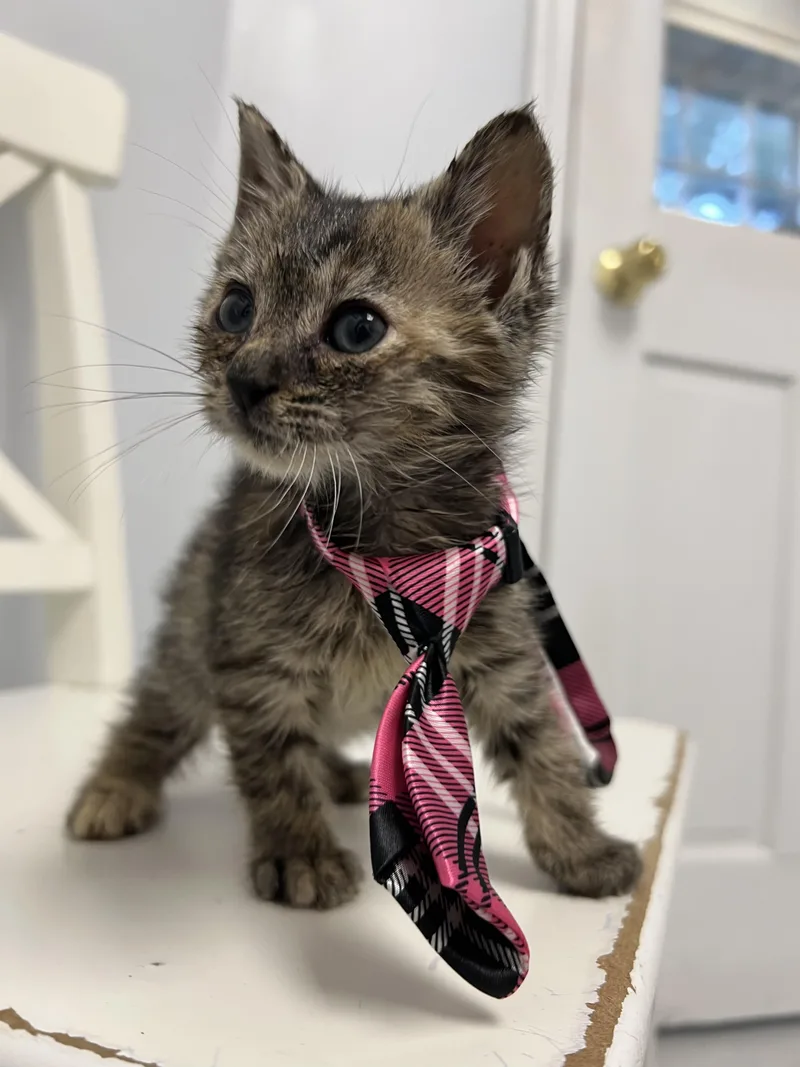 A young medium-sized female Torbie Domestic Short Hair cat named Maple for adoption in Gaithersburg, MD