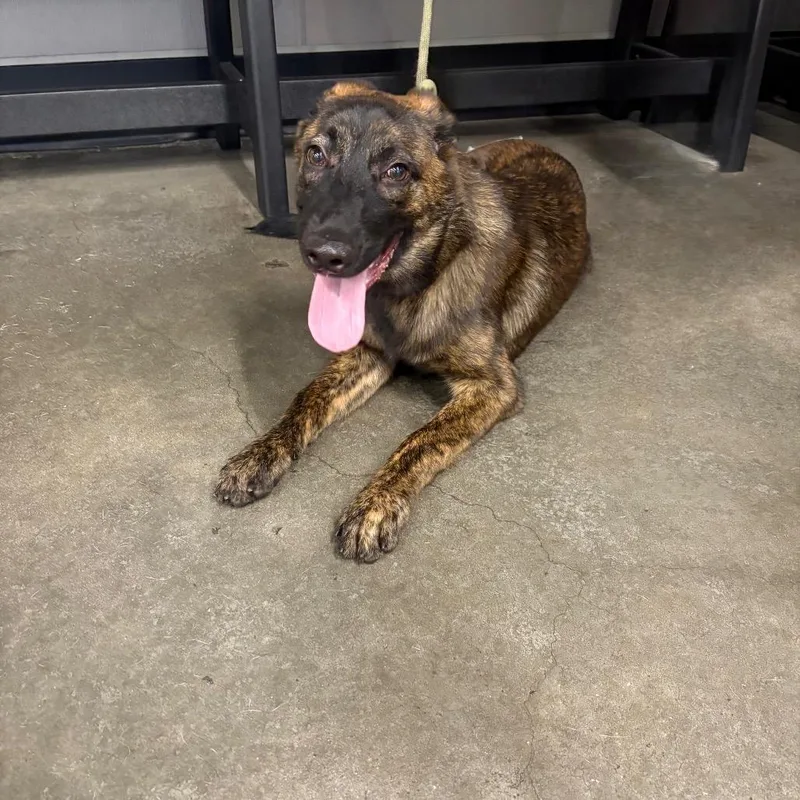An adult medium-sized female Brown / Chocolate Shepherd dog named Hera for adoption in Tampa, FL