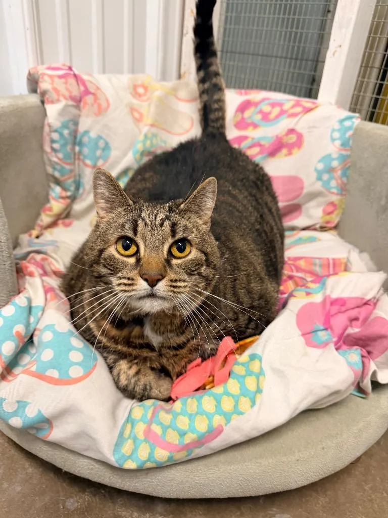 A senior extra large-sized female Domestic Short Hair cat named Lilly for adoption in Pottsville, PA