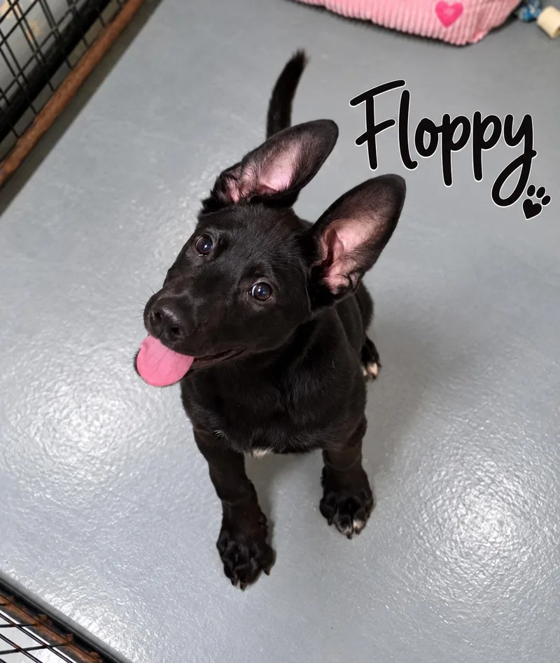 A baby large-sized male Shepherd dog named Floppy for adoption in Momence, IL