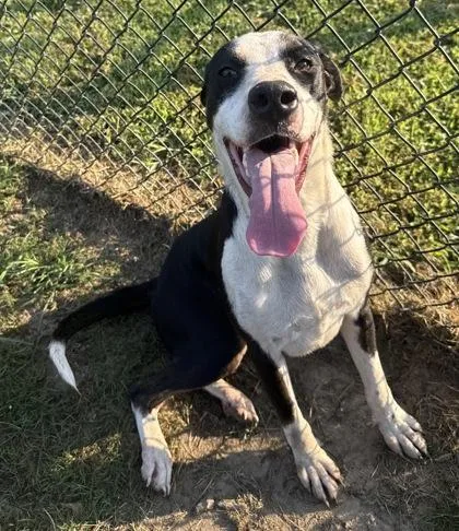 A baby large-sized male Great Dane dog named Ares for adoption in Conway, SC