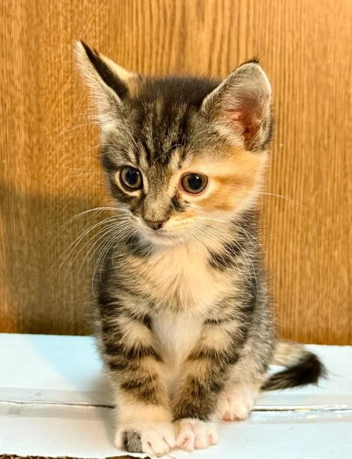 A baby small-sized female Tabby (Brown / Chocolate) Domestic Short Hair cat named Maya & Kaya for adoption in Lemoyne, PA