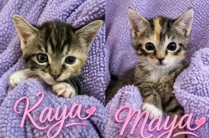 Maya & Kaya thumbnail 4