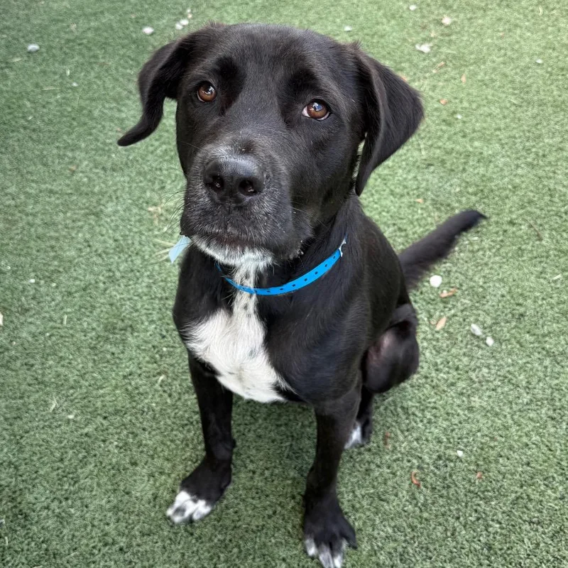 An adult medium-sized male Black Mixed Breed dog named Ant for adoption in Memphis, TN