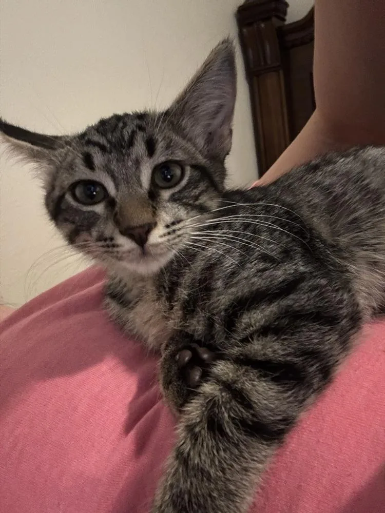 A baby small-sized male Domestic Short Hair cat named Chai for adoption in Dallas, TX