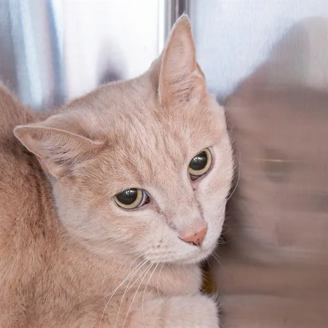 An adult small-sized male Domestic Short Hair cat named Willy for adoption in St. Louis, MO