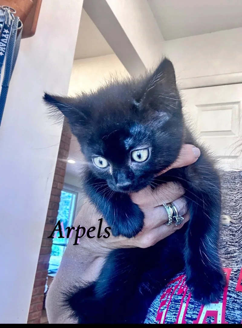 A baby medium-sized male Black Domestic Medium Hair cat named Arpels for adoption in Saginaw, MI