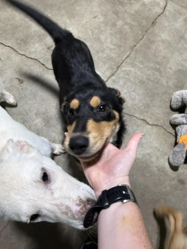 A baby medium-sized female Mixed Breed dog named Macy for adoption in Papillion, NE