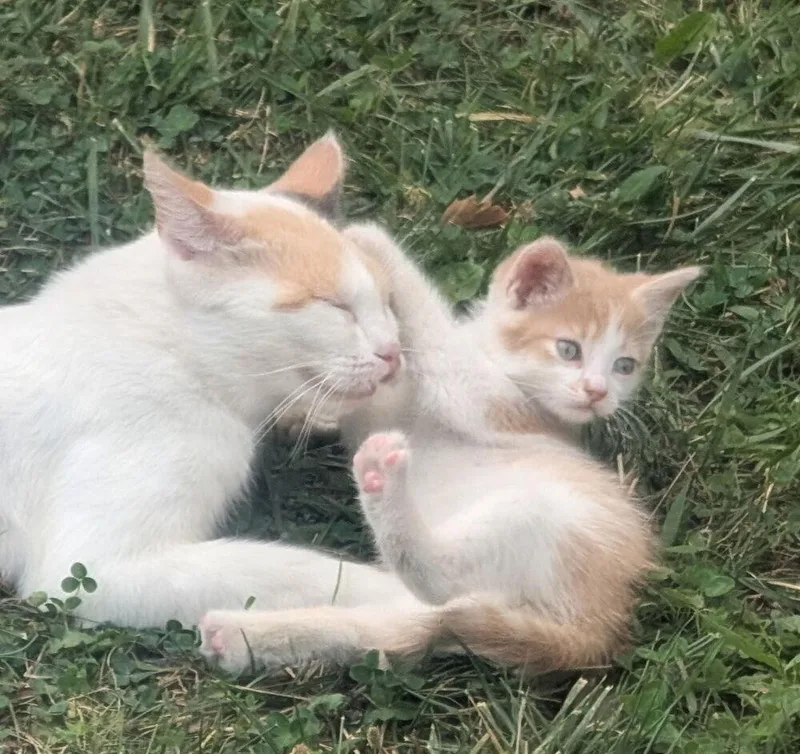 A baby small-sized male Domestic Short Hair cat named Hopi for adoption in Ferndale, MI