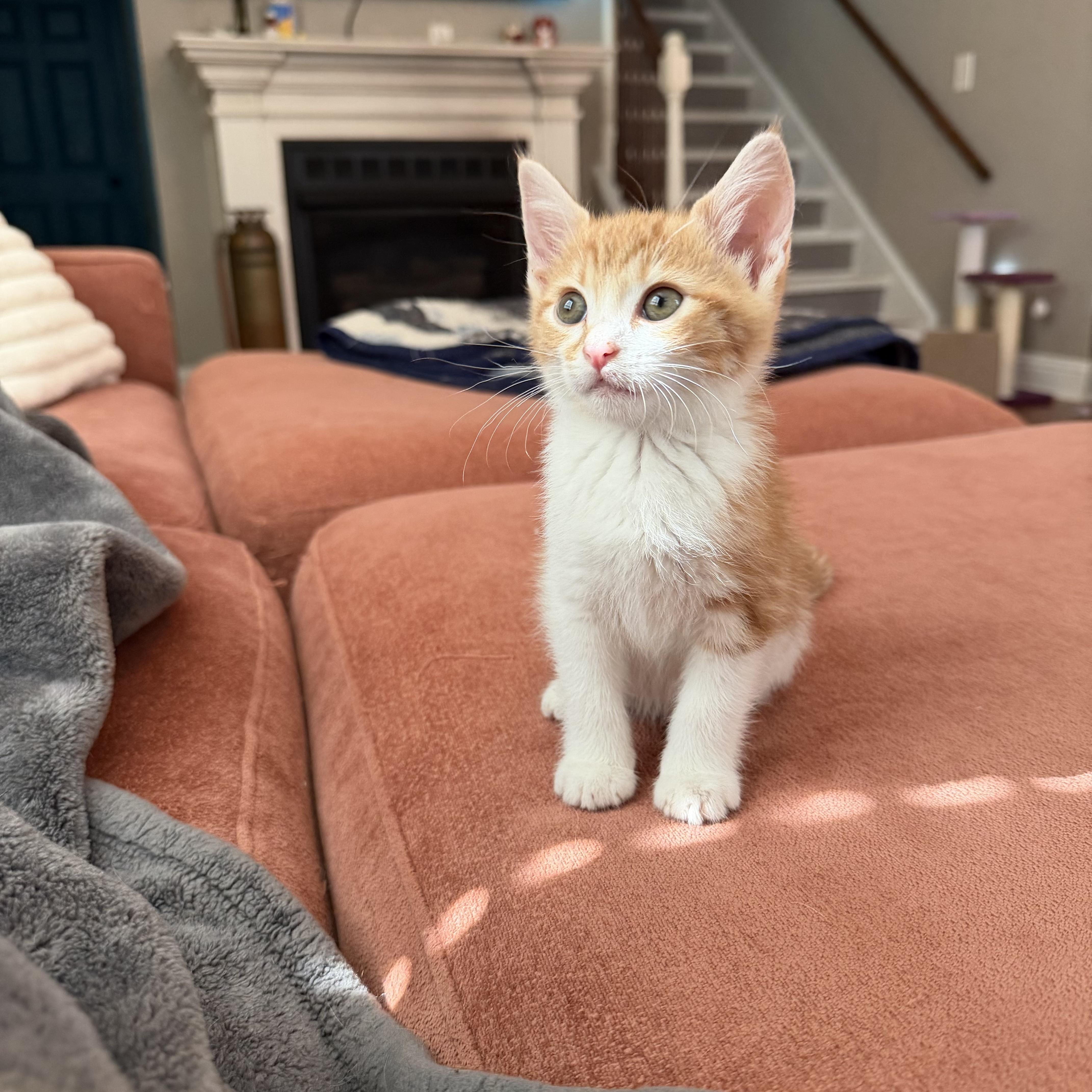 A baby medium-sized female Orange & White Domestic Short Hair cat named Doubles for adoption in Seneca, SC