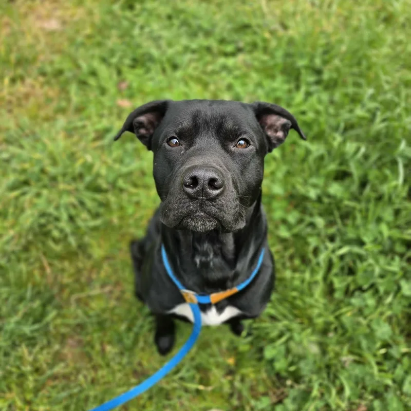 An adult medium-sized male Black Black Labrador Retriever dog named Hoover for adoption in Grants Pass, OR