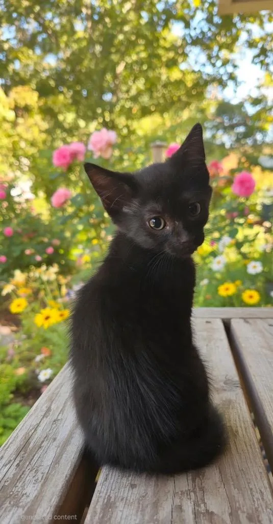 A baby medium-sized female Domestic Short Hair cat named Raven for adoption in Tampa, FL