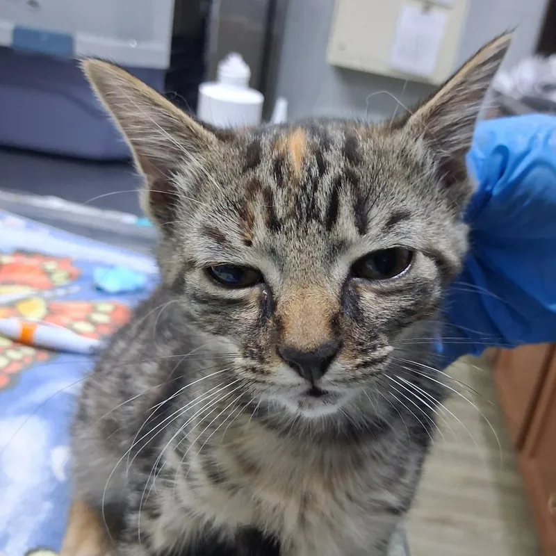 A baby small-sized female Brown / Chocolate Domestic Medium Hair cat named Aster for adoption in Summerville, SC