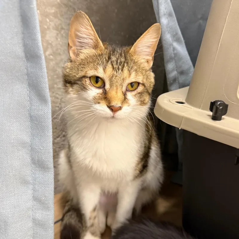 An adult small-sized female Brown / Chocolate Domestic Short Hair cat named Georgia for adoption in Pittsburgh, PA