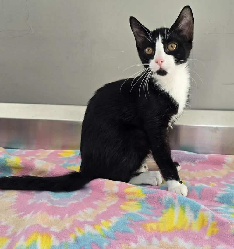 A young small-sized male Domestic Short Hair cat named Orion for adoption in Dickson, TN