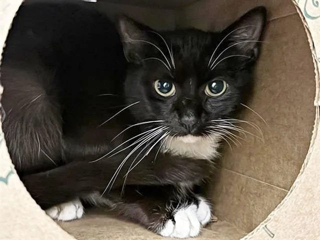 A young medium-sized male Domestic Medium Hair cat named Jack for adoption in Saint Louis, MO