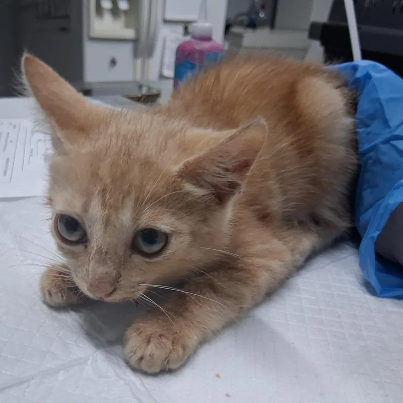 A baby small-sized male Domestic Short Hair cat named Purrsley for adoption in Summerville, SC
