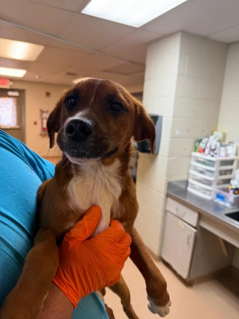 A baby medium-sized female Boxer dog named Katie for adoption in Nacogdoches, TX